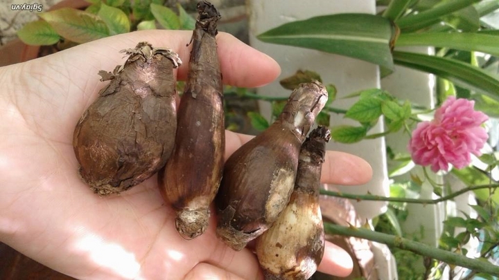 Củ của hoa bỉ ngạn rất độc Củ của hoa bỉ ngạn rất độc
